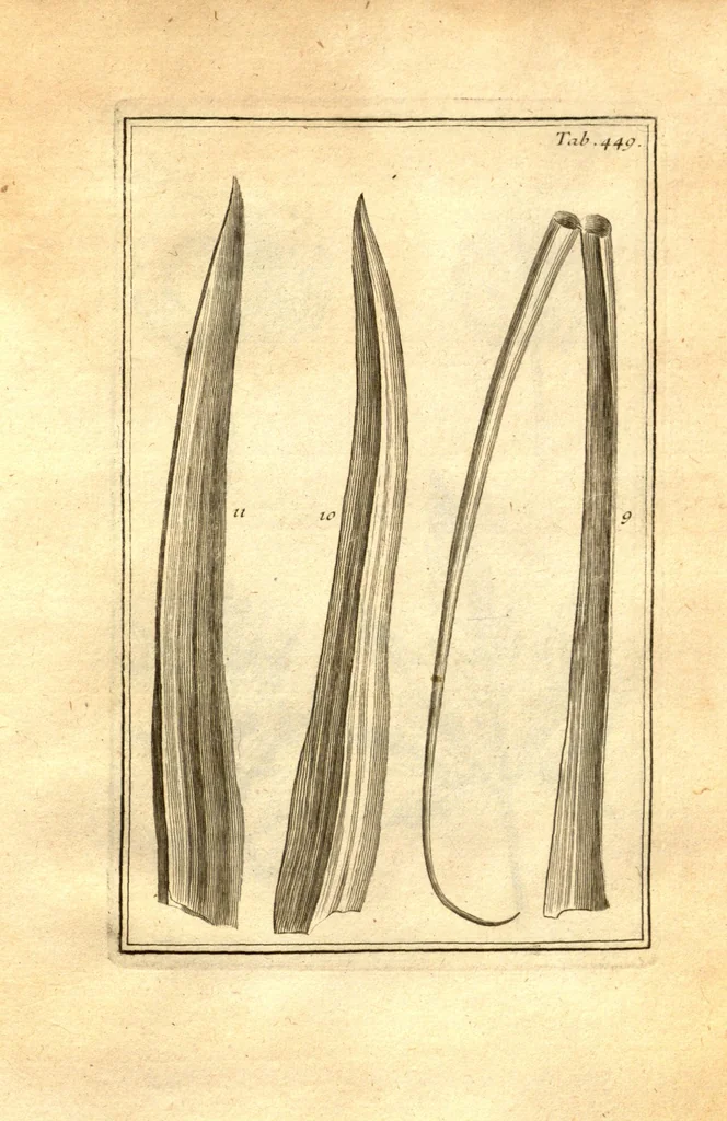 An illustration from Josephi Pitton Tournefort ... Institutiones rei herbaria., 1700, leaf 200