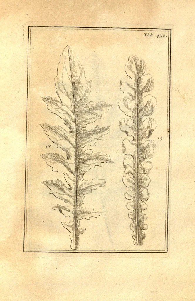 An illustration from Josephi Pitton Tournefort ... Institutiones rei herbaria., 1700, leaf 203