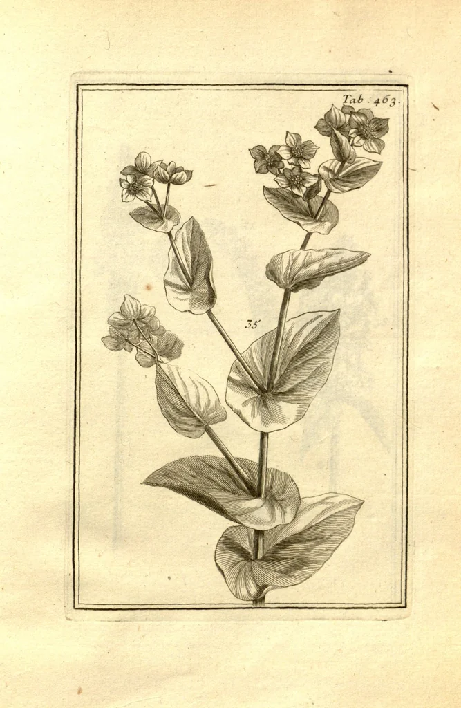An illustration from Josephi Pitton Tournefort ... Institutiones rei herbaria., 1700, leaf 214