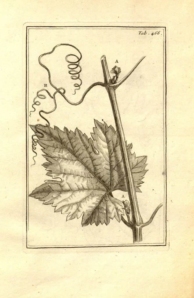 An illustration from Josephi Pitton Tournefort ... Institutiones rei herbaria., 1700, leaf 217
