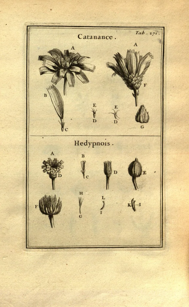 An illustration from Josephi Pitton Tournefort ... Institutiones rei herbaria., 1700, leaf 22