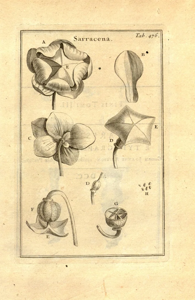 An illustration from Josephi Pitton Tournefort ... Institutiones rei herbaria., 1700, leaf 227