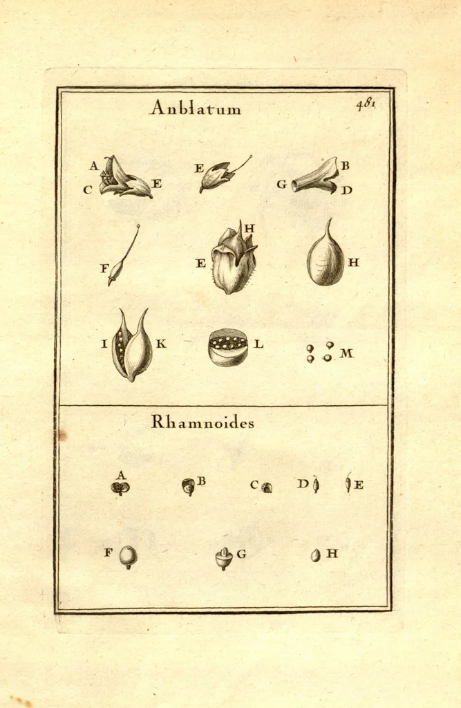 An illustration from Josephi Pitton Tournefort ... Institutiones rei herbaria., 1700, leaf 232