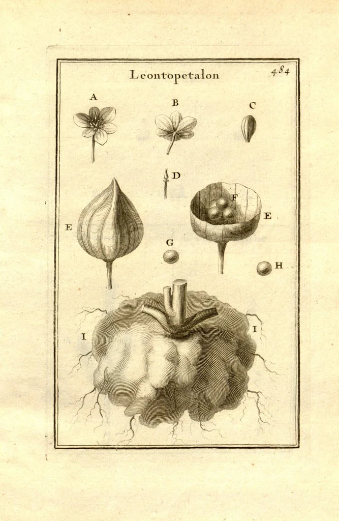 An illustration from Josephi Pitton Tournefort ... Institutiones rei herbaria., 1700, leaf 235