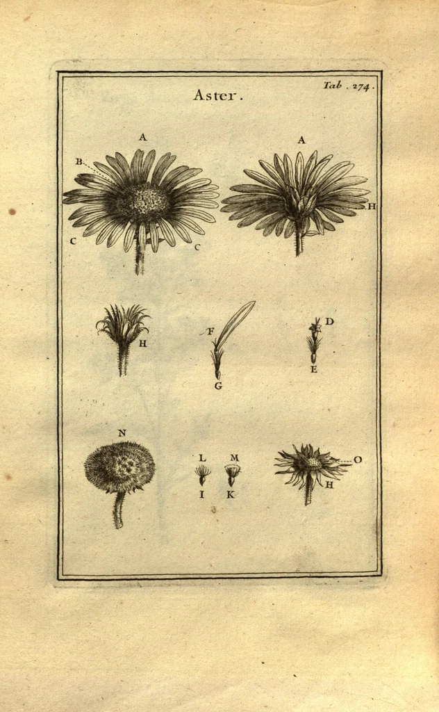 An illustration from Josephi Pitton Tournefort ... Institutiones rei herbaria., 1700, leaf 25