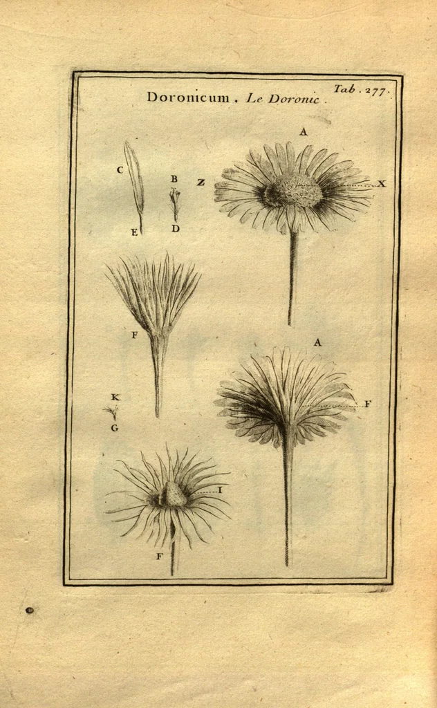 An illustration from Josephi Pitton Tournefort ... Institutiones rei herbaria., 1700, leaf 28