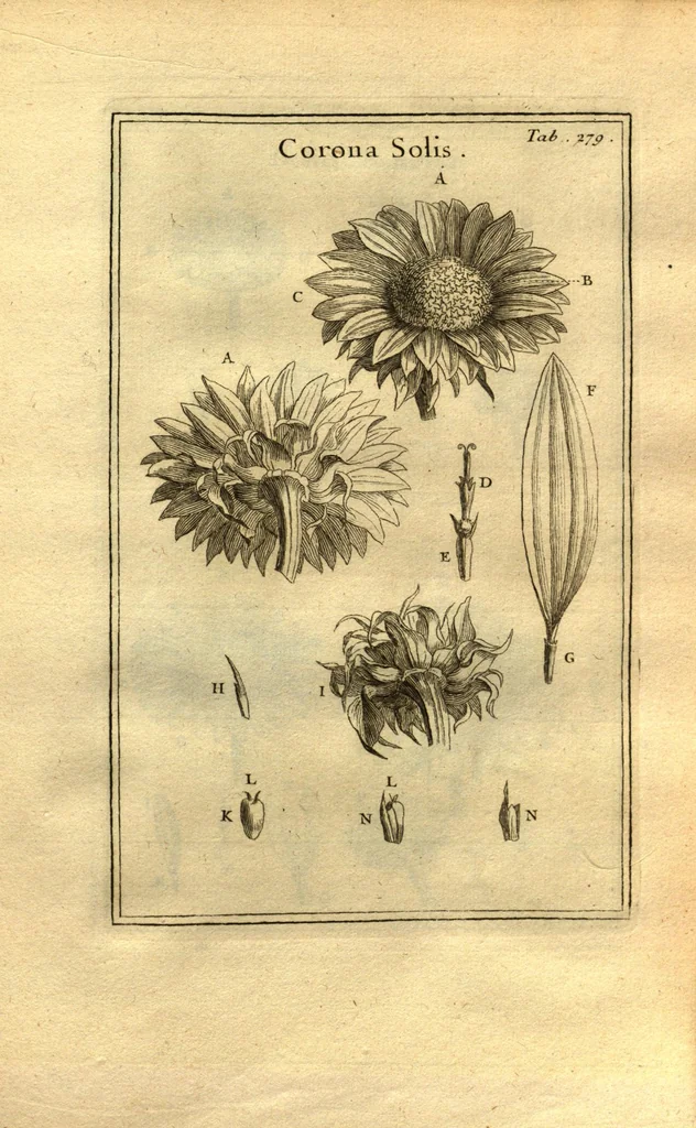 An illustration from Josephi Pitton Tournefort ... Institutiones rei herbaria., 1700, leaf 30
