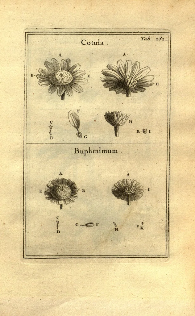 An illustration from Josephi Pitton Tournefort ... Institutiones rei herbaria., 1700, leaf 33