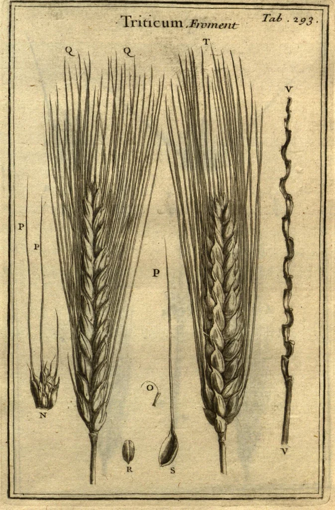 An illustration from Josephi Pitton Tournefort ... Institutiones rei herbaria., 1700, leaf 44