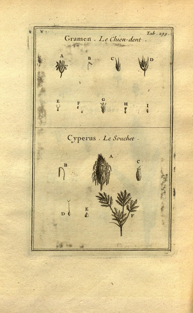 An illustration from Josephi Pitton Tournefort ... Institutiones rei herbaria., 1700, leaf 50