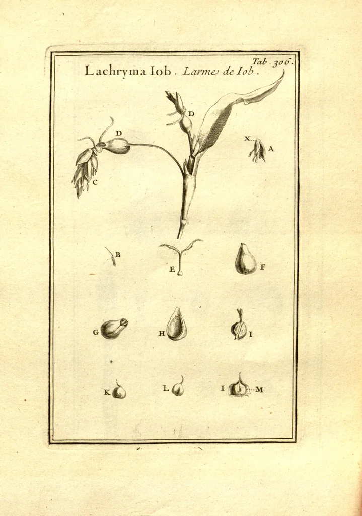 An illustration from Josephi Pitton Tournefort ... Institutiones rei herbaria., 1700, leaf 57