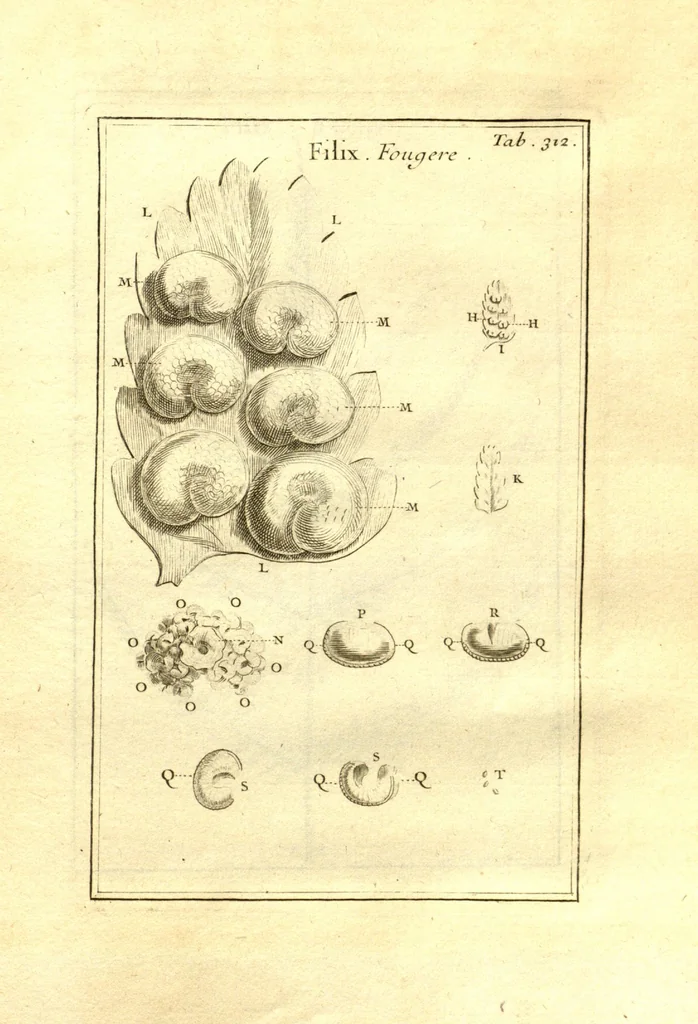 An illustration from Josephi Pitton Tournefort ... Institutiones rei herbaria., 1700, leaf 63