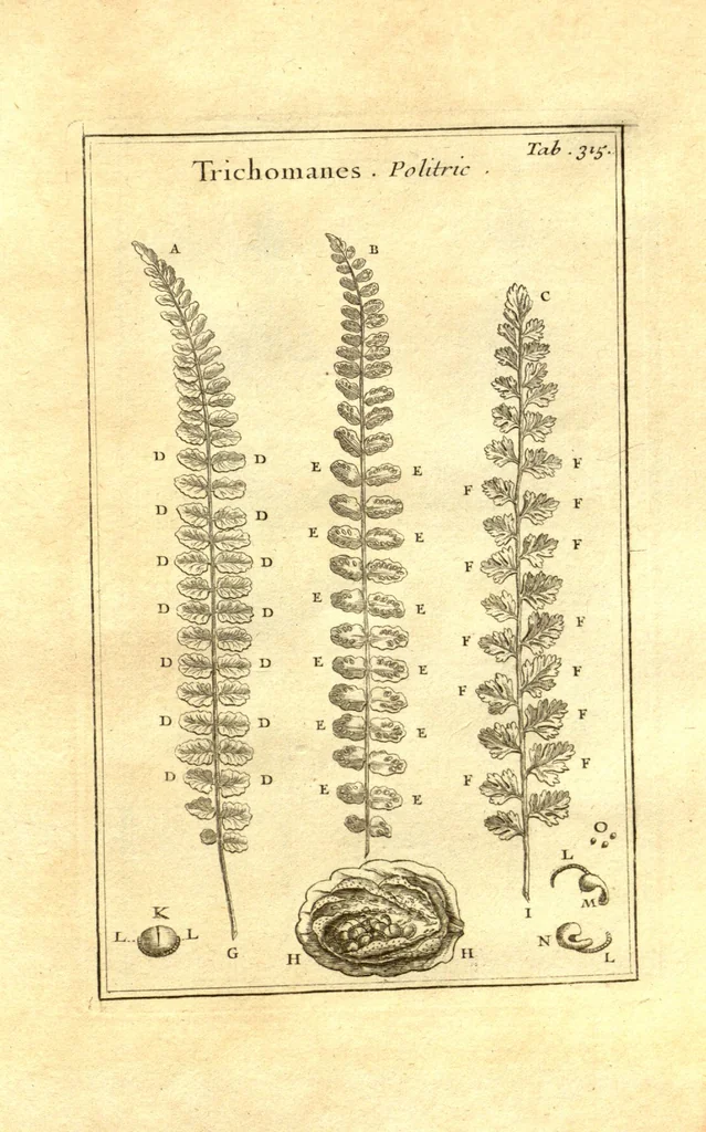 An illustration from Josephi Pitton Tournefort ... Institutiones rei herbaria., 1700, leaf 66