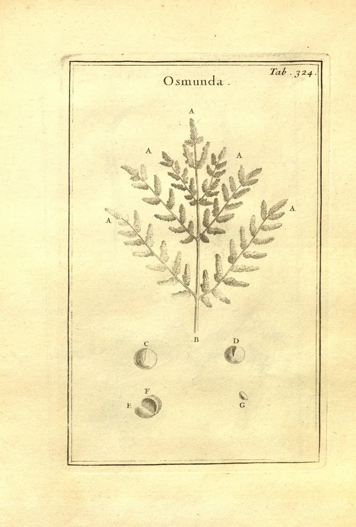 An illustration from Josephi Pitton Tournefort ... Institutiones rei herbaria., 1700, leaf 75