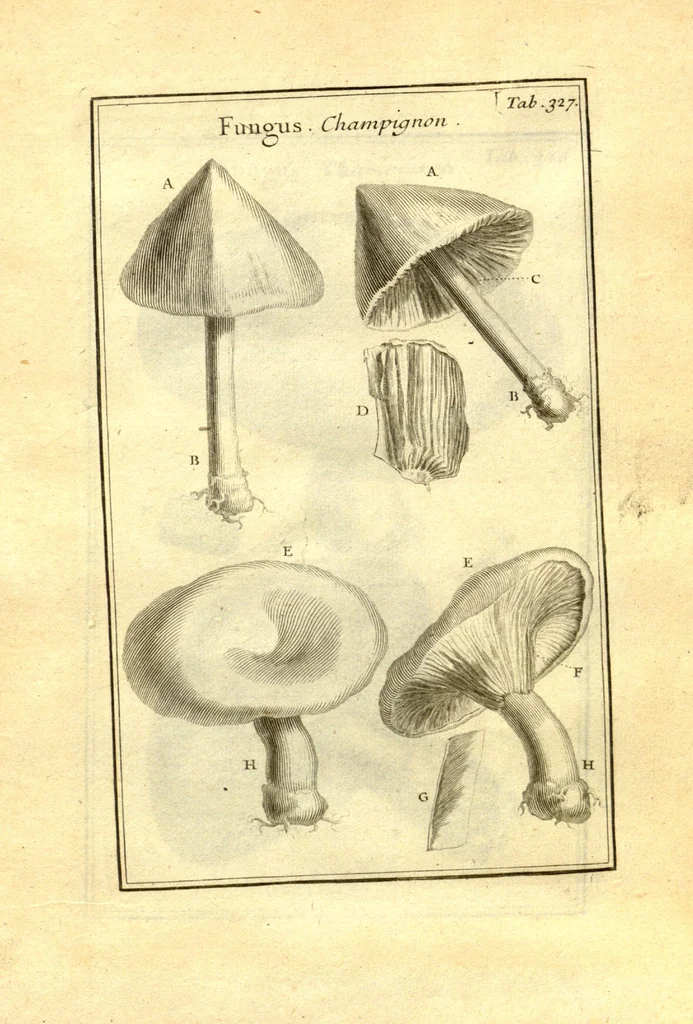 An illustration from Josephi Pitton Tournefort ... Institutiones rei herbaria., 1700, leaf 78