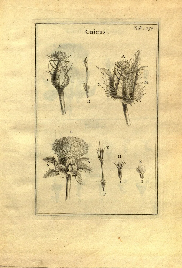 An illustration from Josephi Pitton Tournefort ... Institutiones rei herbaria., 1700, leaf 8