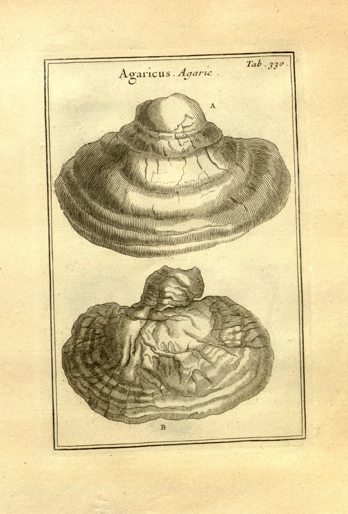 An illustration from Josephi Pitton Tournefort ... Institutiones rei herbaria., 1700, leaf 81
