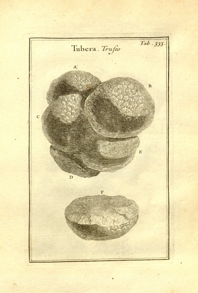 An illustration from Josephi Pitton Tournefort ... Institutiones rei herbaria., 1700, leaf 84