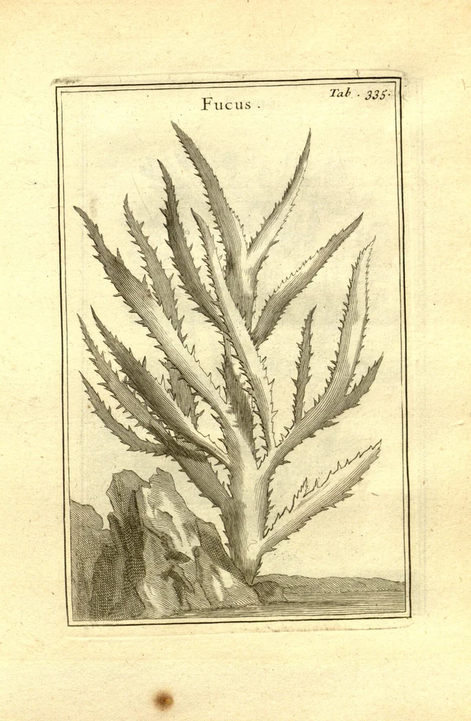 An illustration from Josephi Pitton Tournefort ... Institutiones rei herbaria., 1700, leaf 86
