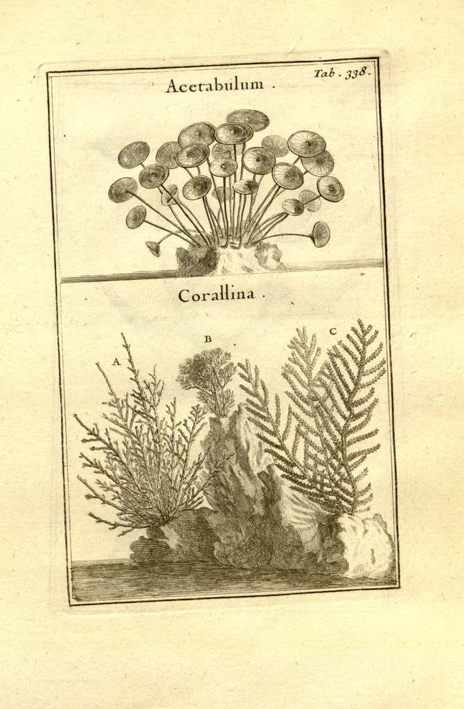 An illustration from Josephi Pitton Tournefort ... Institutiones rei herbaria., 1700, leaf 89