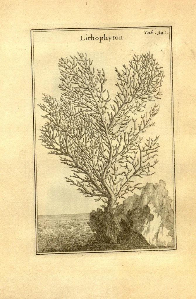 An illustration from Josephi Pitton Tournefort ... Institutiones rei herbaria., 1700, leaf 92