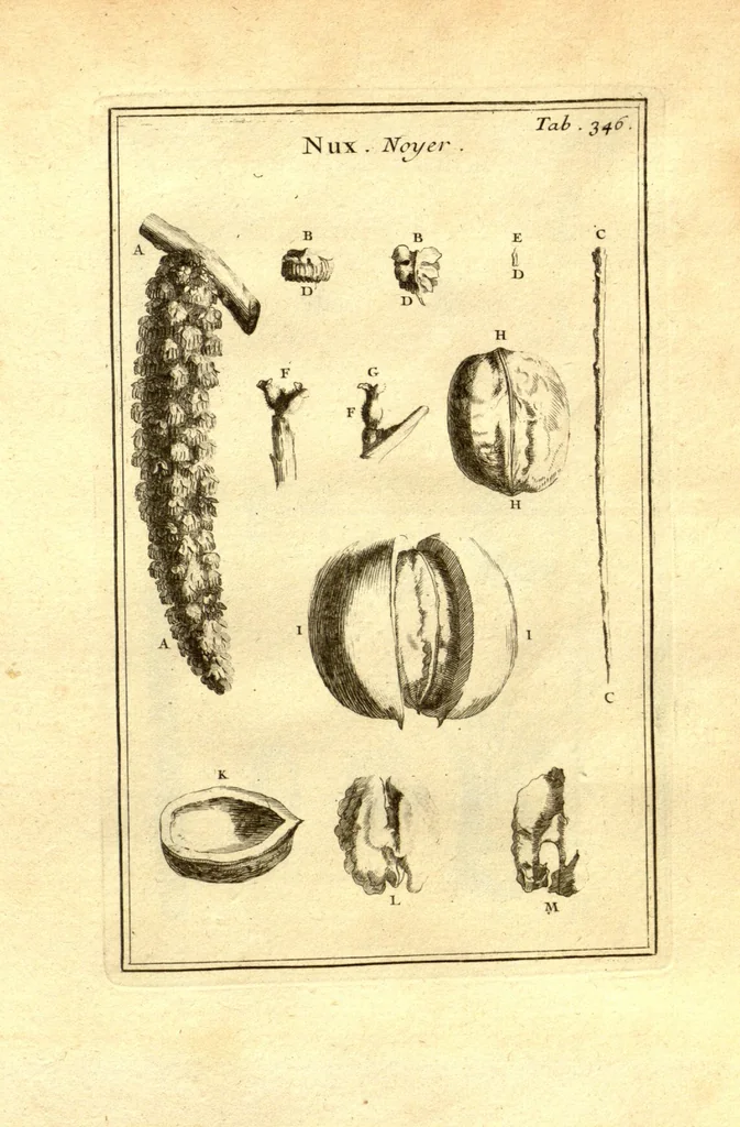 An illustration from Josephi Pitton Tournefort ... Institutiones rei herbaria., 1700, leaf 97