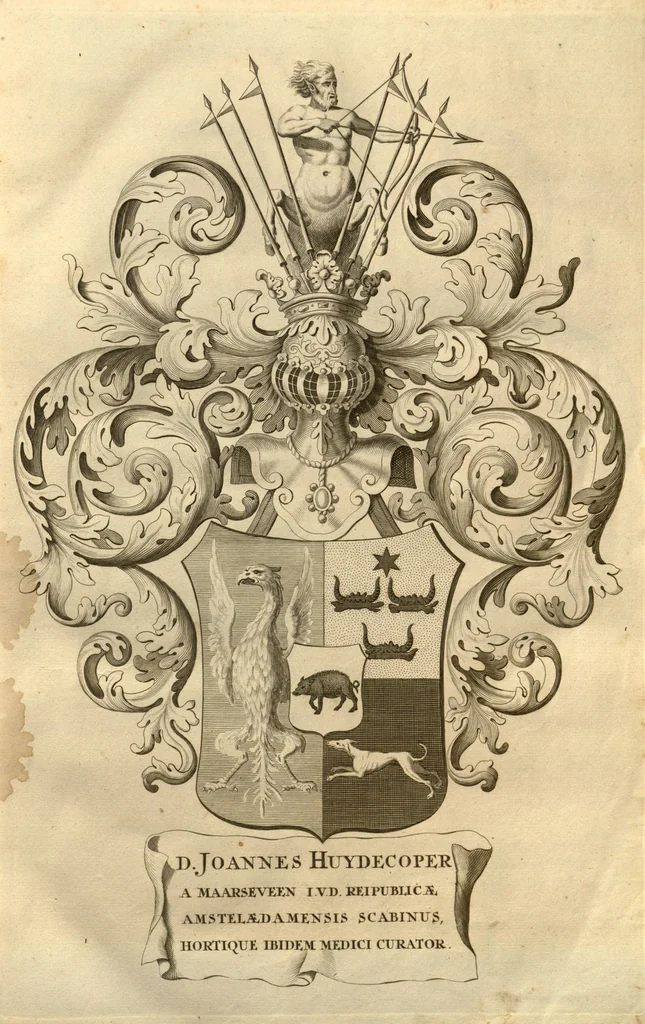 An illustration from Horti medici amstelodamensis rariorum tam Orientalis ?qua?m Occidentalis India, aliarumque peregrinarum plantarum, magno studio ac labore, sumptibus Civitatis amstelodamensis, longa? annorum serie collectarum, descriptio et icones ad vivum ari incisa /auctore Joanne Commelino. Opus posthumum, latinitate donatum, notisque & observationibus illustratum, a? Frederico Ruyschio & Francisco Kiggelario., 1697, leaf 6