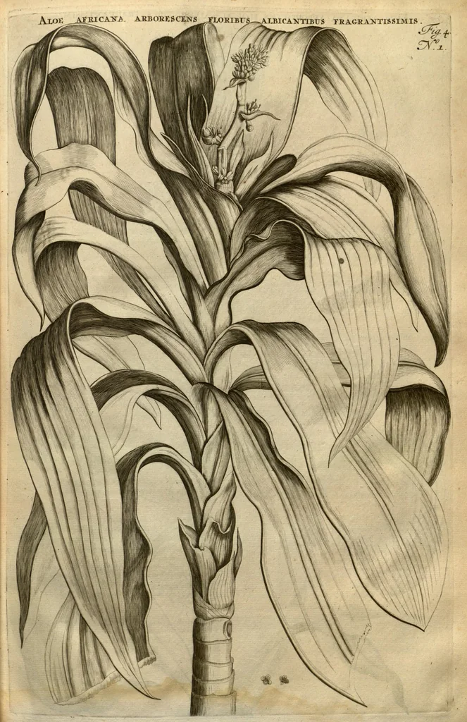 An illustration from Horti medici amstelodamensis rariorum tam Orientalis ?qua?m Occidentalis India, aliarumque peregrinarum plantarum, magno studio ac labore, sumptibus Civitatis amstelodamensis, longa? annorum serie collectarum, descriptio et icones ad vivum ari incisa /auctore Joanne Commelino. Opus posthumum, latinitate donatum, notisque & observationibus illustratum, a? Frederico Ruyschio & Francisco Kiggelario., 1697, leaf 24
