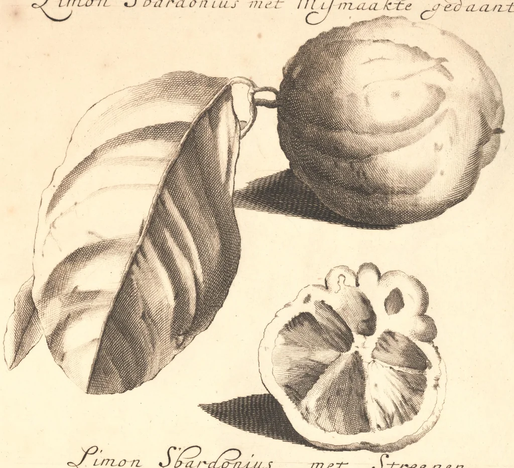An illustration from Nederlantze hesperides ? dat is, Oeffening en gebruik van de limoen? en oranje?boomen ? gestelt na den aardt, en climaat der Nederlanden /met kopere platen verc?iert, door J. Commelyn., 1676, leaf 16