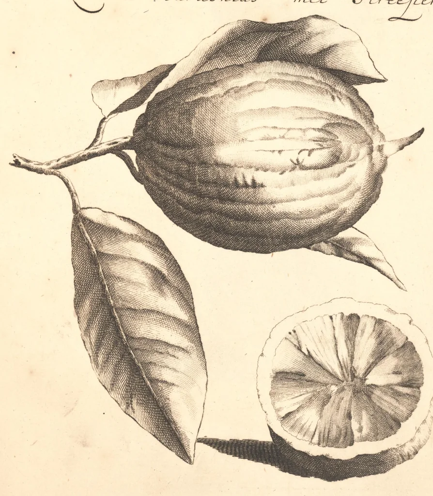 An illustration from Nederlantze hesperides ? dat is, Oeffening en gebruik van de limoen? en oranje?boomen ? gestelt na den aardt, en climaat der Nederlanden /met kopere platen verc?iert, door J. Commelyn., 1676, leaf 16