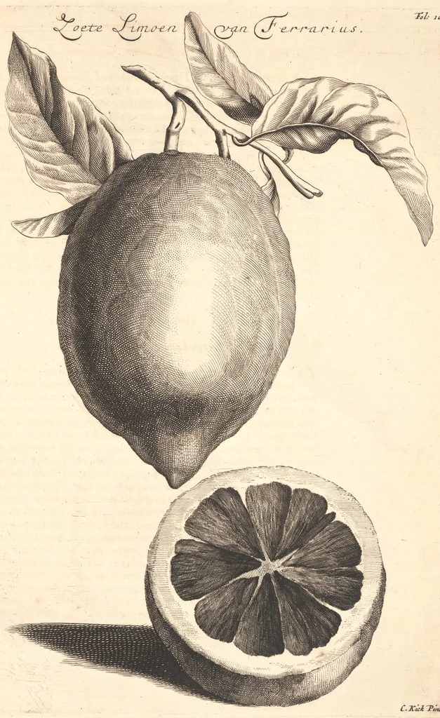An illustration from Nederlantze hesperides ? dat is, Oeffening en gebruik van de limoen? en oranje?boomen ? gestelt na den aardt, en climaat der Nederlanden /met kopere platen verc?iert, door J. Commelyn., 1676, leaf 20