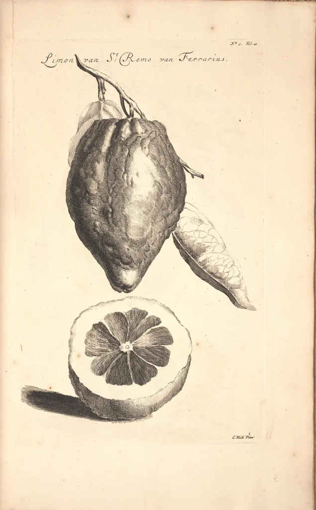 An illustration from Nederlantze hesperides ? dat is, Oeffening en gebruik van de limoen? en oranje?boomen ? gestelt na den aardt, en climaat der Nederlanden /met kopere platen verc?iert, door J. Commelyn., 1676, leaf 21