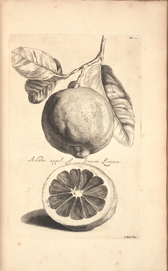 An illustration from Nederlantze hesperides ? dat is, Oeffening en gebruik van de limoen? en oranje?boomen ? gestelt na den aardt, en climaat der Nederlanden /met kopere platen verc?iert, door J. Commelyn., 1676, leaf 25