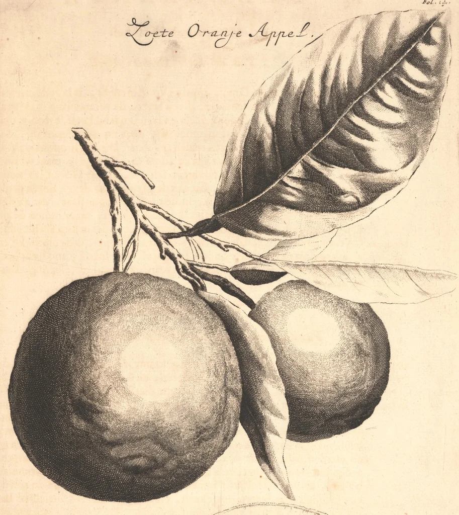An illustration from Nederlantze hesperides ? dat is, Oeffening en gebruik van de limoen? en oranje?boomen ? gestelt na den aardt, en climaat der Nederlanden /met kopere platen verc?iert, door J. Commelyn., 1676, leaf 30