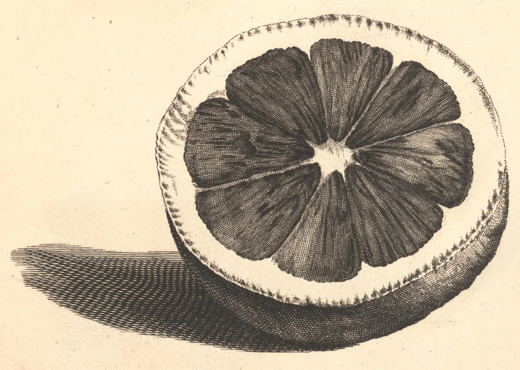 An illustration from Nederlantze hesperides ? dat is, Oeffening en gebruik van de limoen? en oranje?boomen ? gestelt na den aardt, en climaat der Nederlanden /met kopere platen verc?iert, door J. Commelyn., 1676, leaf 31