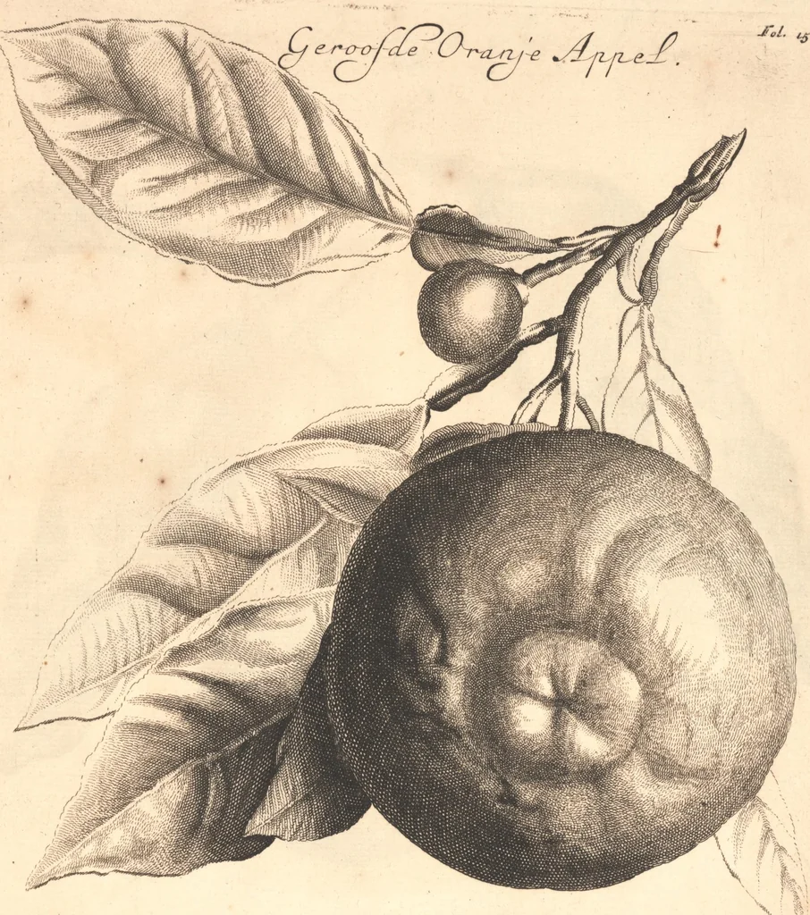 An illustration from Nederlantze hesperides ? dat is, Oeffening en gebruik van de limoen? en oranje?boomen ? gestelt na den aardt, en climaat der Nederlanden /met kopere platen verc?iert, door J. Commelyn., 1676, leaf 32