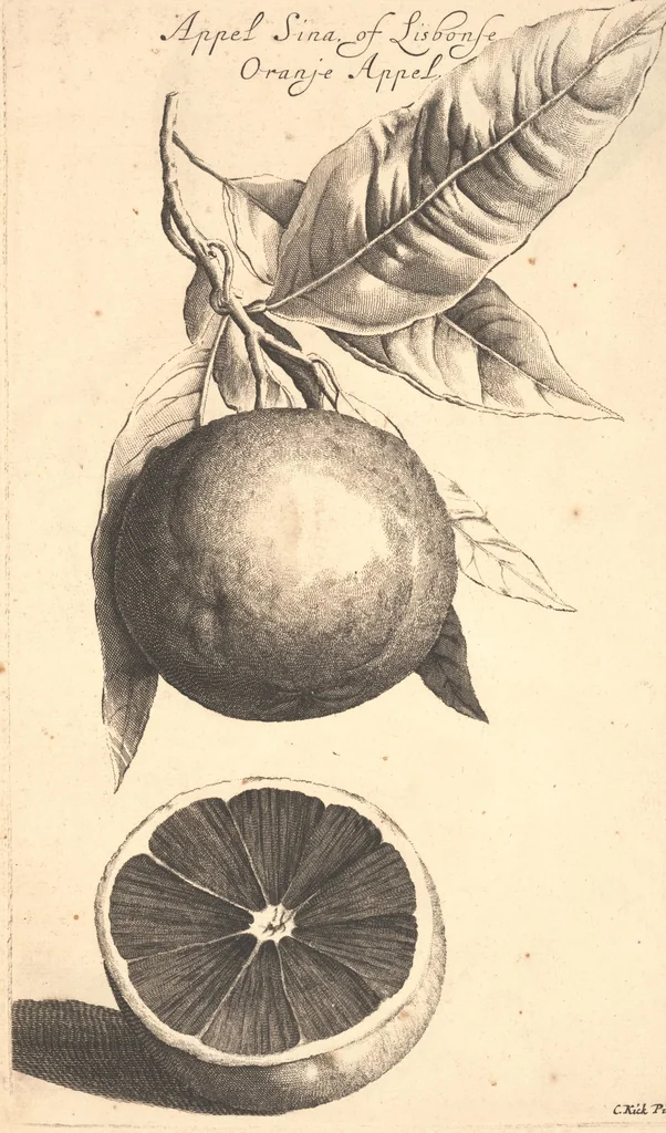 An illustration from Nederlantze hesperides ? dat is, Oeffening en gebruik van de limoen? en oranje?boomen ? gestelt na den aardt, en climaat der Nederlanden /met kopere platen verc?iert, door J. Commelyn., 1676, leaf 37