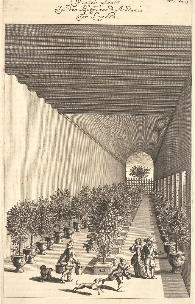 An illustration from Nederlantze hesperides ? dat is, Oeffening en gebruik van de limoen? en oranje?boomen ? gestelt na den aardt, en climaat der Nederlanden /met kopere platen verc?iert, door J. Commelyn., 1676, leaf 63