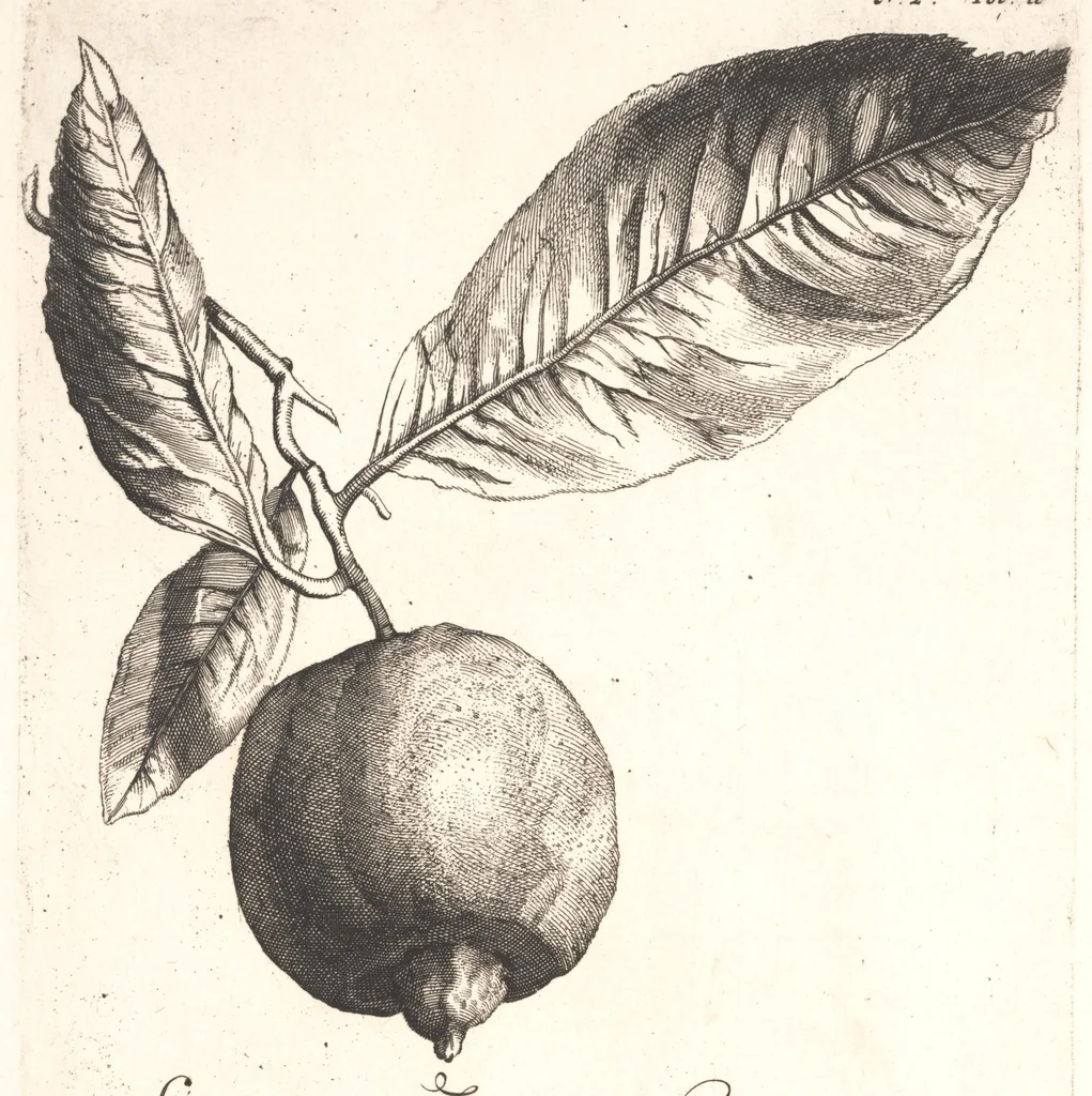 An illustration from The Belgick, or Netherlandish hesperides ?that is, the management, ordering, and use of the limon and orange trees, fitted to the nature and climate of the Netherlands /by S. Commelyn ; made English by G.V.N., 1683, leaf 19