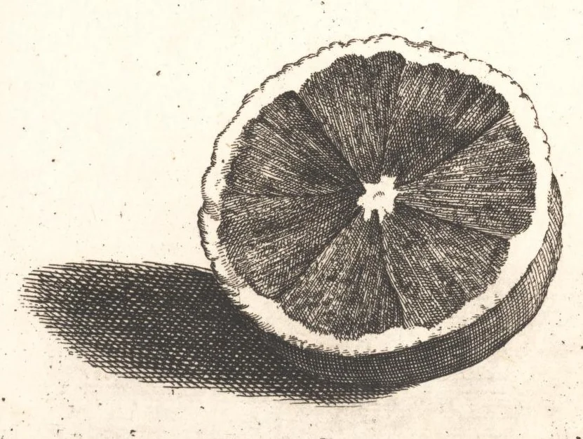 An illustration from The Belgick, or Netherlandish hesperides ?that is, the management, ordering, and use of the limon and orange trees, fitted to the nature and climate of the Netherlands /by S. Commelyn ; made English by G.V.N., 1683, leaf 19