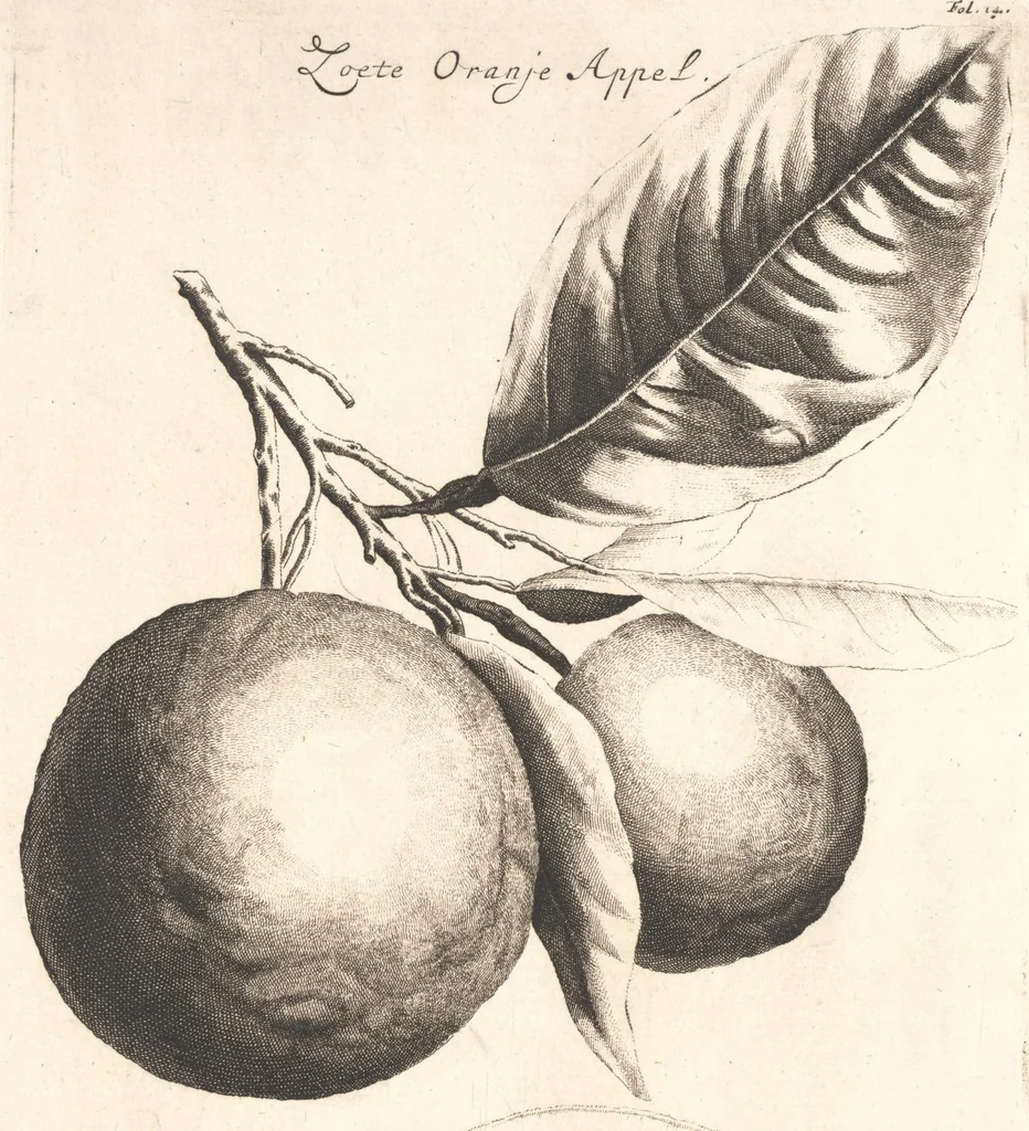 An illustration from The Belgick, or Netherlandish hesperides ?that is, the management, ordering, and use of the limon and orange trees, fitted to the nature and climate of the Netherlands /by S. Commelyn ; made English by G.V.N., 1683, leaf 26