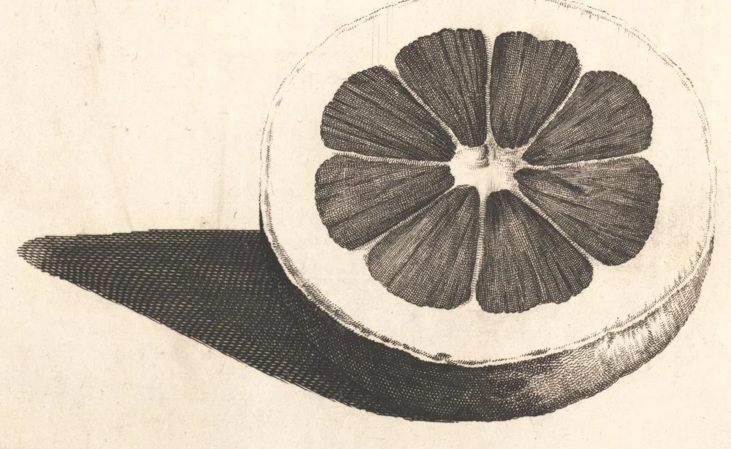An illustration from The Belgick, or Netherlandish hesperides ?that is, the management, ordering, and use of the limon and orange trees, fitted to the nature and climate of the Netherlands /by S. Commelyn ; made English by G.V.N., 1683, leaf 26