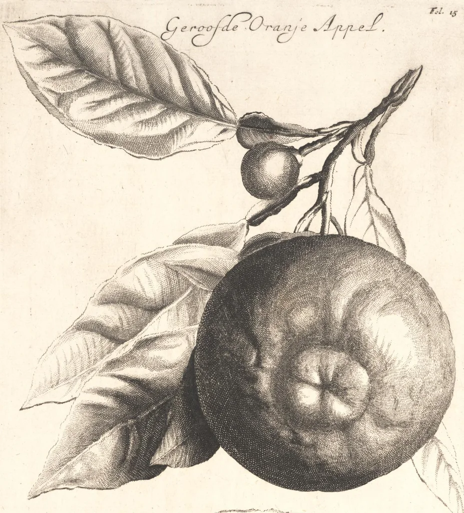 An illustration from The Belgick, or Netherlandish hesperides ?that is, the management, ordering, and use of the limon and orange trees, fitted to the nature and climate of the Netherlands /by S. Commelyn ; made English by G.V.N., 1683, leaf 29