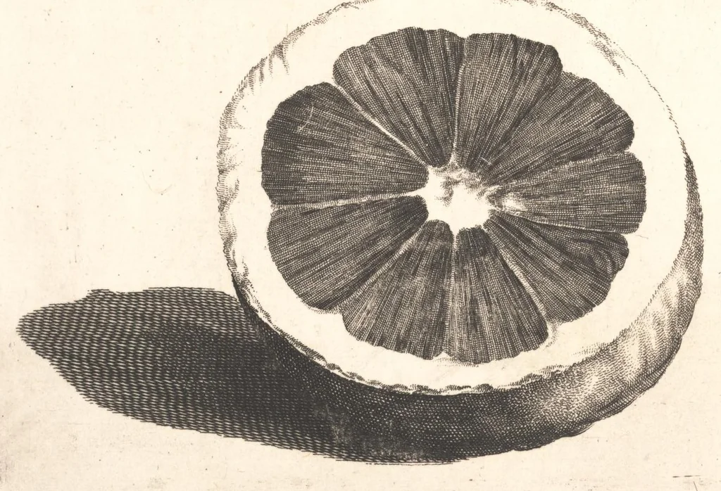 An illustration from The Belgick, or Netherlandish hesperides ?that is, the management, ordering, and use of the limon and orange trees, fitted to the nature and climate of the Netherlands /by S. Commelyn ; made English by G.V.N., 1683, leaf 29