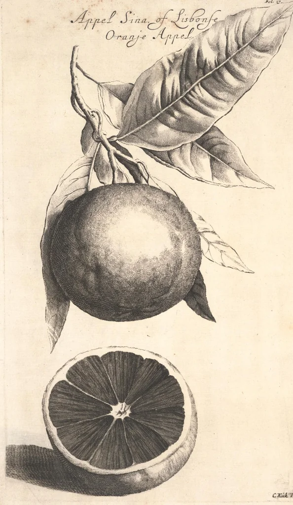 An illustration from The Belgick, or Netherlandish hesperides ?that is, the management, ordering, and use of the limon and orange trees, fitted to the nature and climate of the Netherlands /by S. Commelyn ; made English by G.V.N., 1683, leaf 34