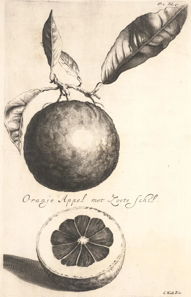 An illustration from The Belgick, or Netherlandish hesperides ?that is, the management, ordering, and use of the limon and orange trees, fitted to the nature and climate of the Netherlands /by S. Commelyn ; made English by G.V.N., 1683, leaf 36