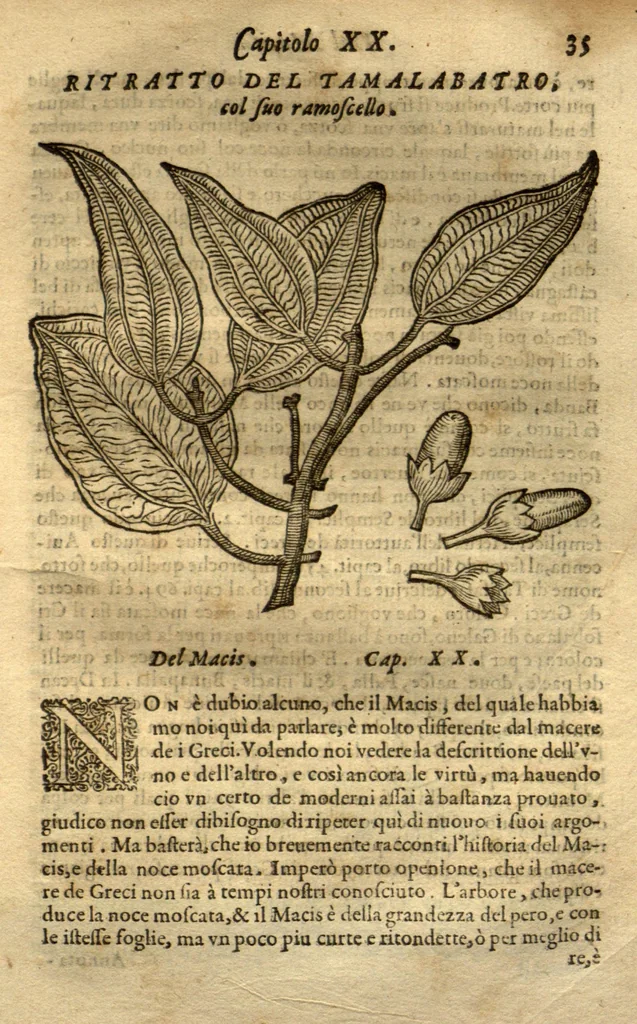An illustration from Dve libri dell'historia de i semplici, aromati, et altre cose ?che vengono portate dall'Indie Orientali pertinente alla medicina /di don Garzia dall'Horto ... ; con alcune breui annotationi di Carlo Clvsio ; et dve altri libri parimente di qvelle che si portano dall'Indie Occidentali, di Nicolo? Monardes ... ; hora tutti tradotti dalle loro lingue nella nostra Italiana da m. Annibale Briganti ..., 1576, leaf 84