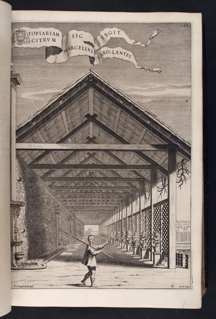 An illustration from Hesperides, sive, De malorvm avreorvm cvltvra et vsv libri quatuor, 1646, leaf 168