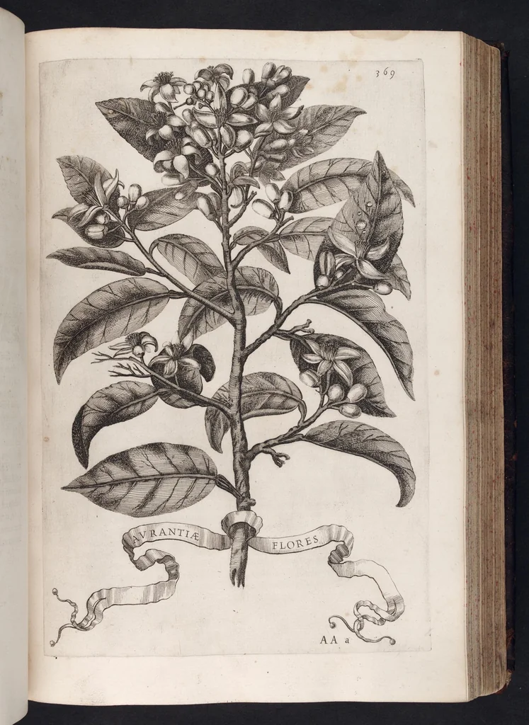 An illustration from Hesperides, sive, De malorvm avreorvm cvltvra et vsv libri quatuor, 1646, leaf 384