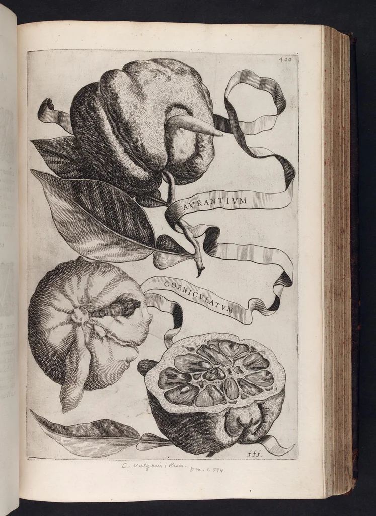 An illustration from Hesperides, sive, De malorvm avreorvm cvltvra et vsv libri quatuor, 1646, leaf 424